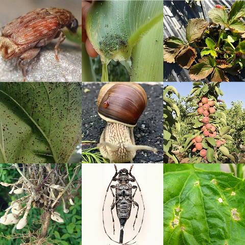 植物检疫性有害生物鉴定