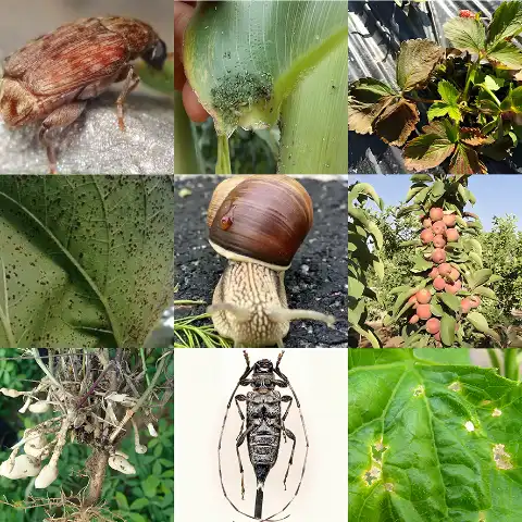 植物检疫性有害生物鉴定