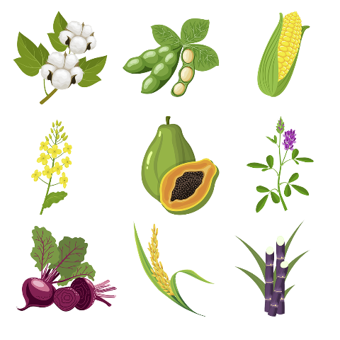 转基因作物鉴定,转基因作物检测