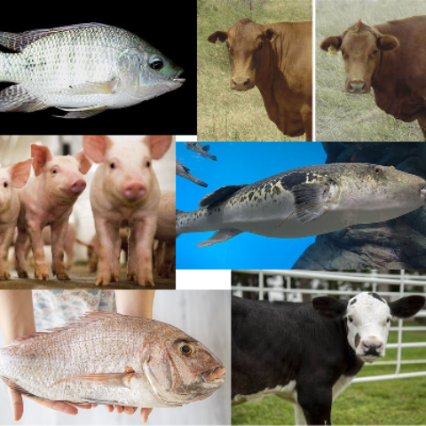 转基因动物鉴定