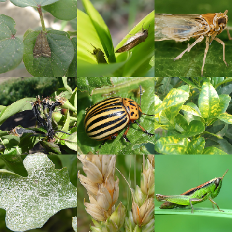 农作物病虫害鉴定